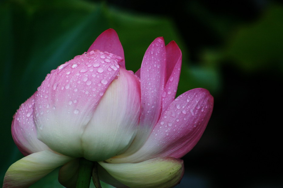 雨中荷花