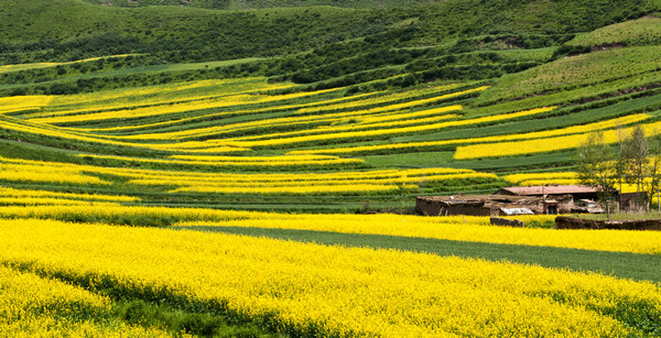 西部风光