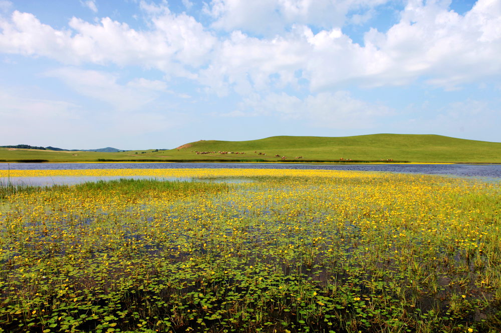 野鸭湖上野鸭飞