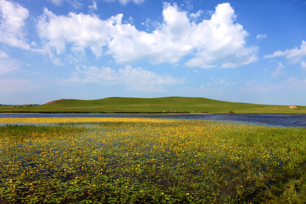 野鸭湖上野鸭飞