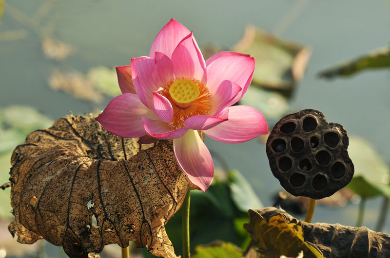 昨日荷花