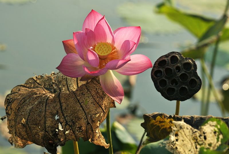昨日荷花