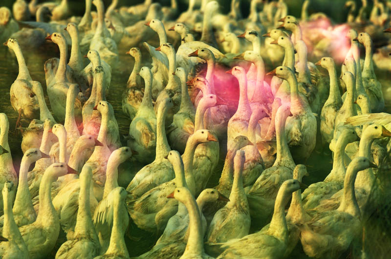 昨日荷花