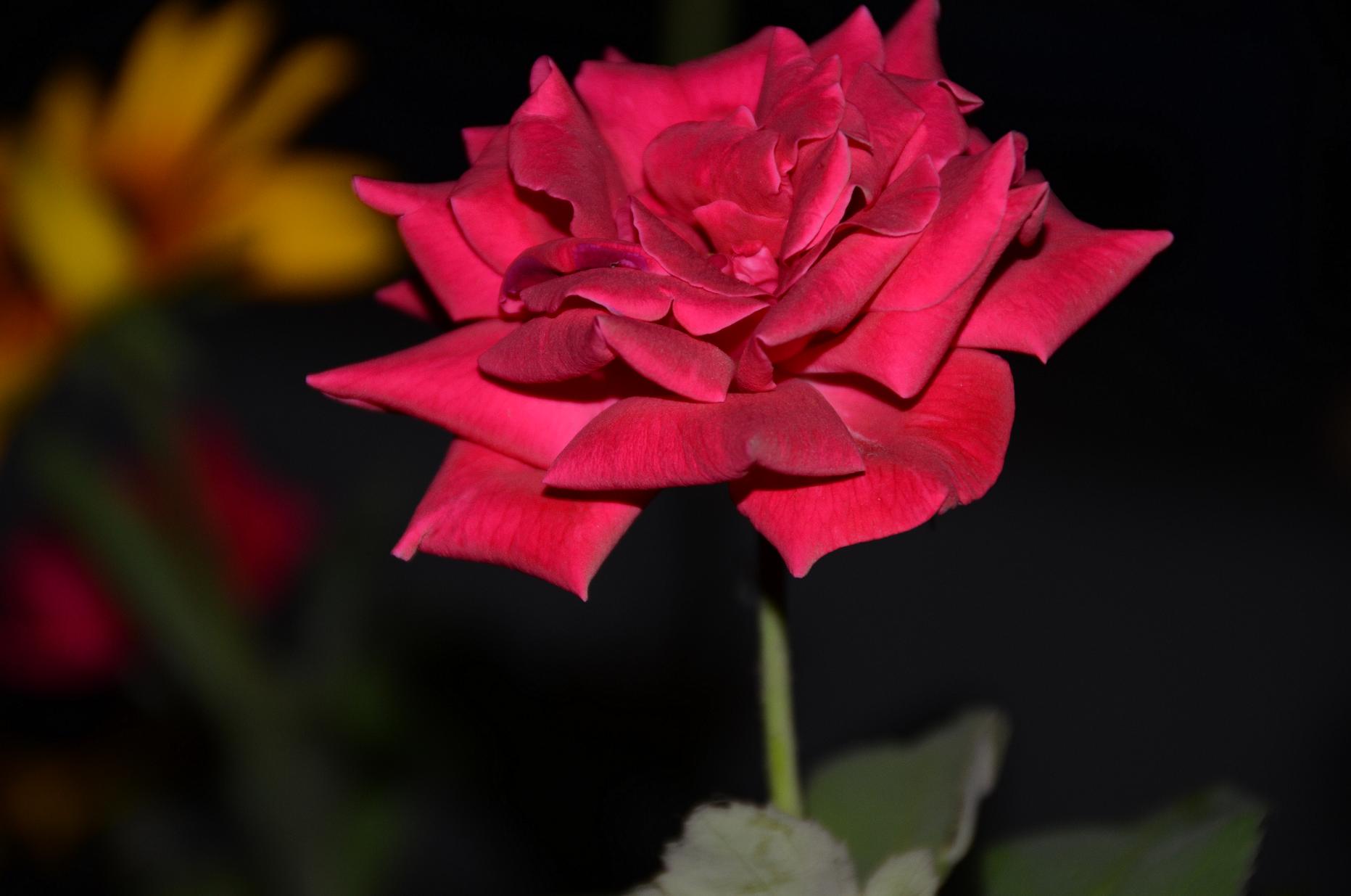 过季花