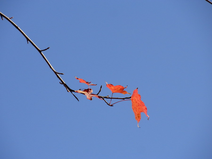 2014年1月1日---冬泳