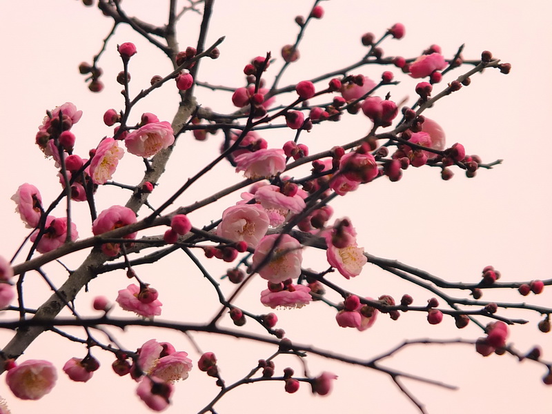 [原创]红梅闹春