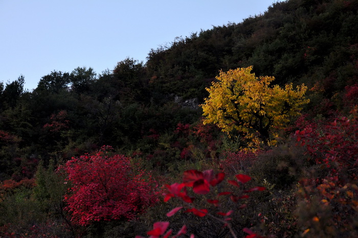 秋染太行——山西平顺岳家寨