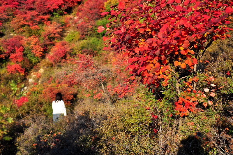 秋染太行——山西平顺岳家寨