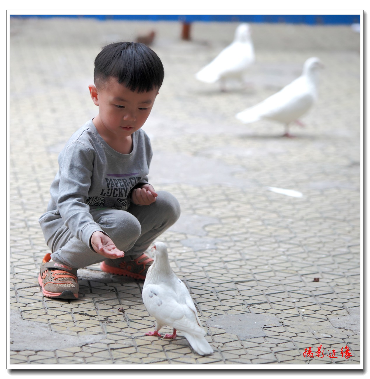 与人亲善的鸽子