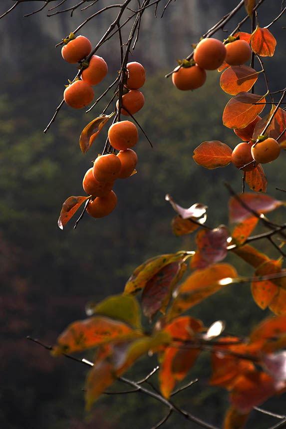 [原创]太行深处岳家寨