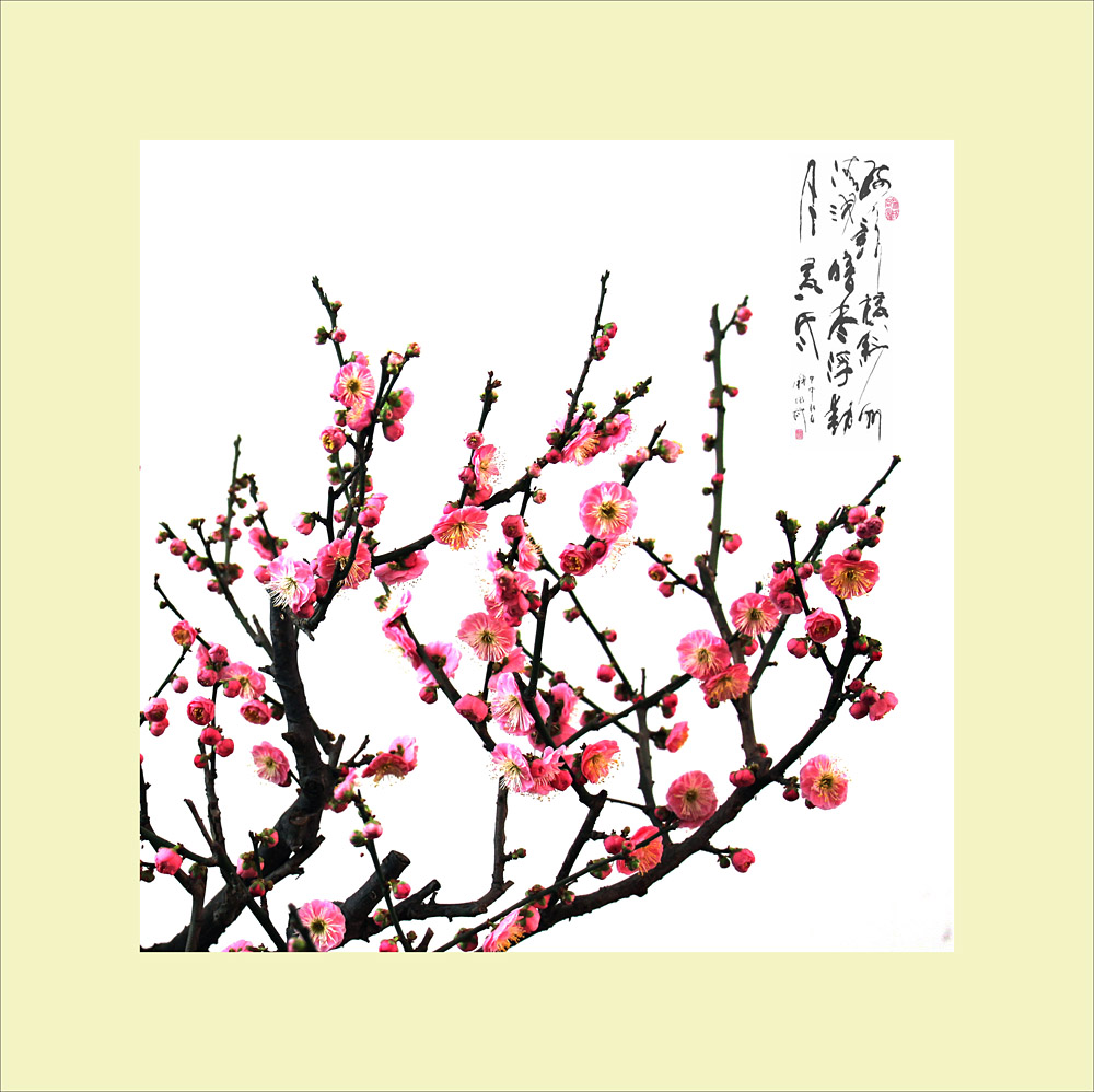 梅兰竹菊花卉帖