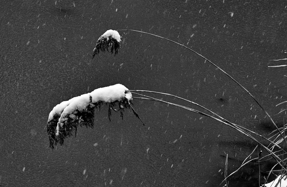 [原创]雪趣
