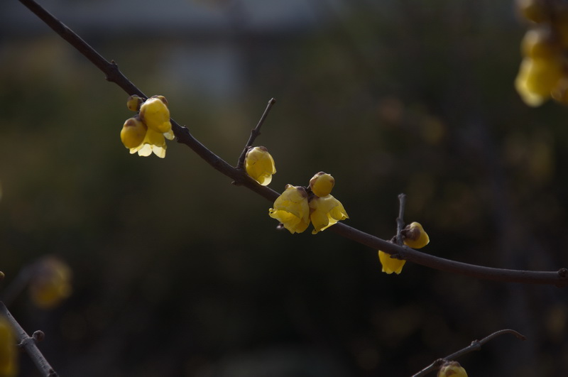 2014花事——腊梅竞芳