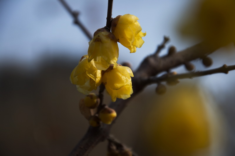 2014花事——腊梅竞芳
