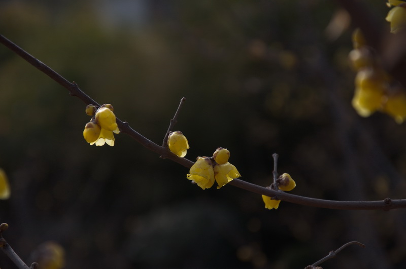2014花事——腊梅竞芳