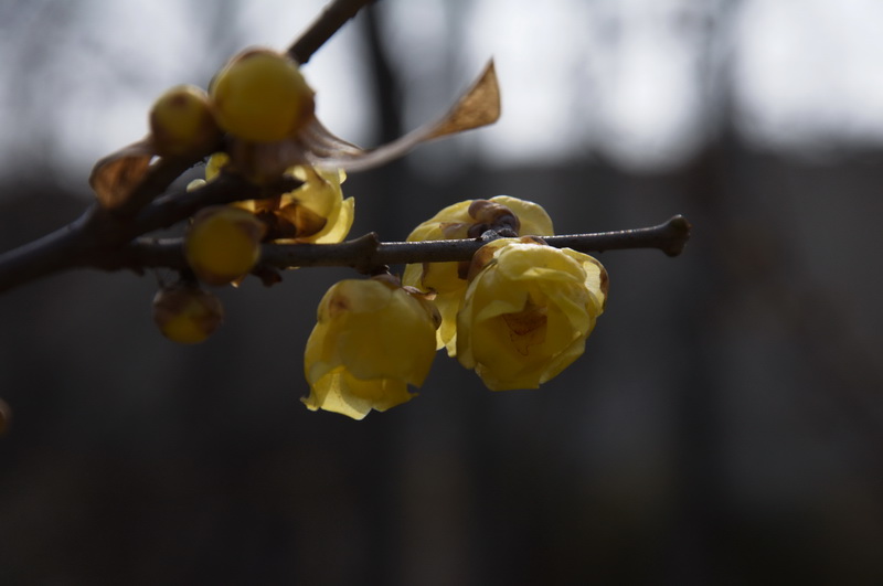 2014花事——腊梅竞芳