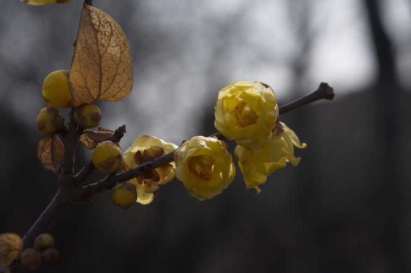 2014花事——腊梅竞芳