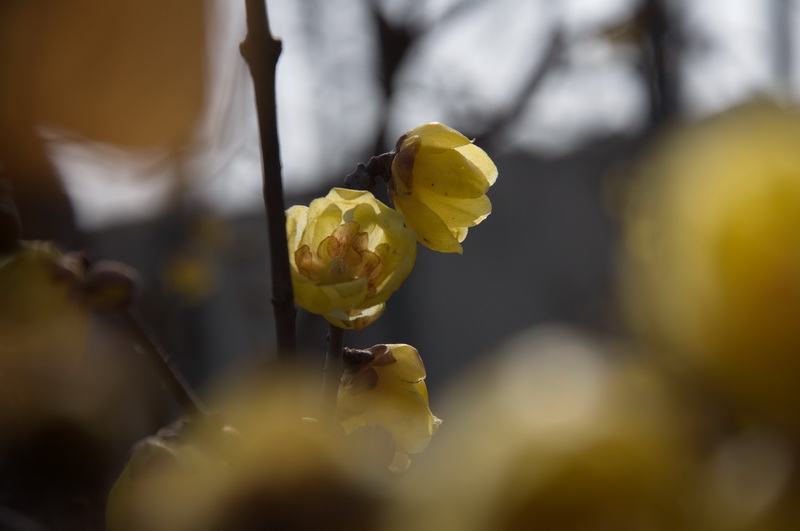 2014花事——腊梅竞芳