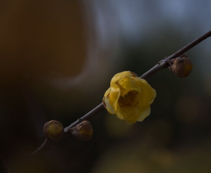 2014花事——腊梅竞芳