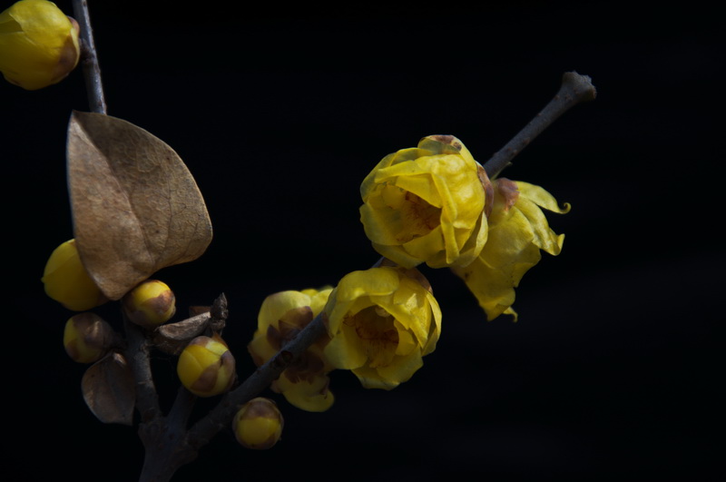 2014花事——腊梅竞芳