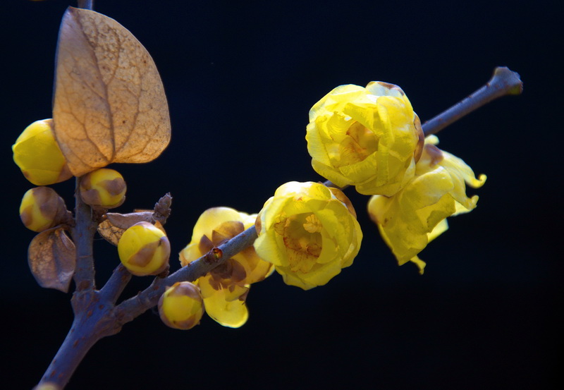 2014花事——腊梅竞芳