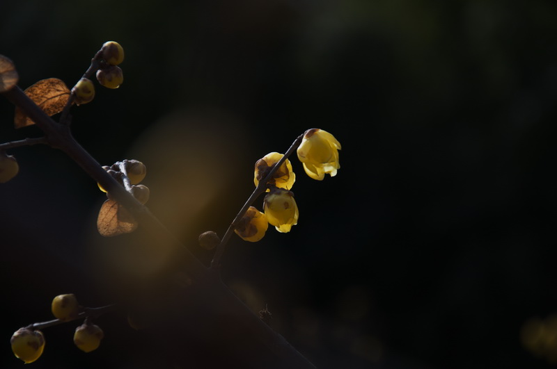 2014花事——腊梅竞芳