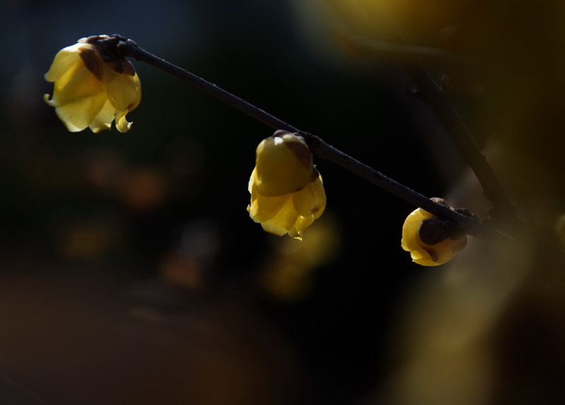 2014花事——腊梅竞芳