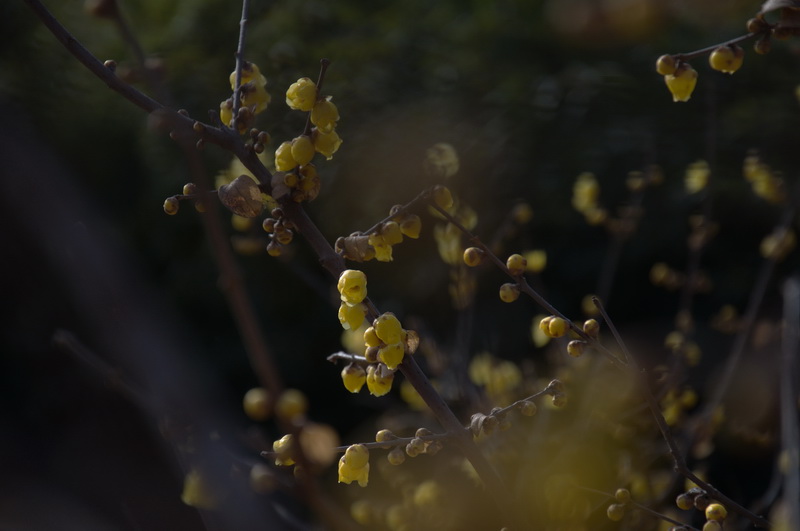 2014花事——腊梅竞芳
