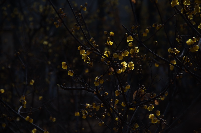 2014花事——腊梅竞芳