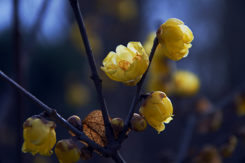 2014花事——腊梅竞芳