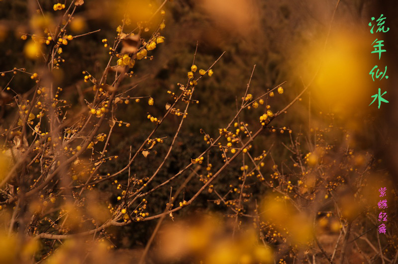 2014花事——腊梅竞芳
