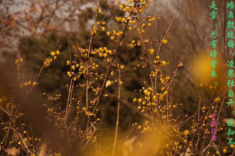 2014花事——腊梅竞芳