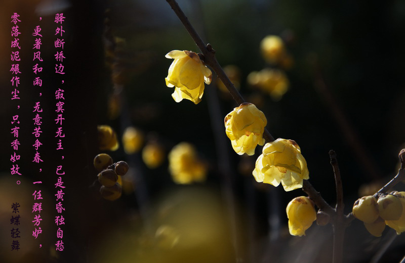 2014花事——腊梅竞芳
