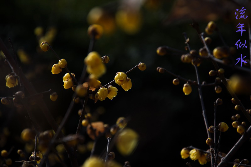 2014花事——腊梅竞芳