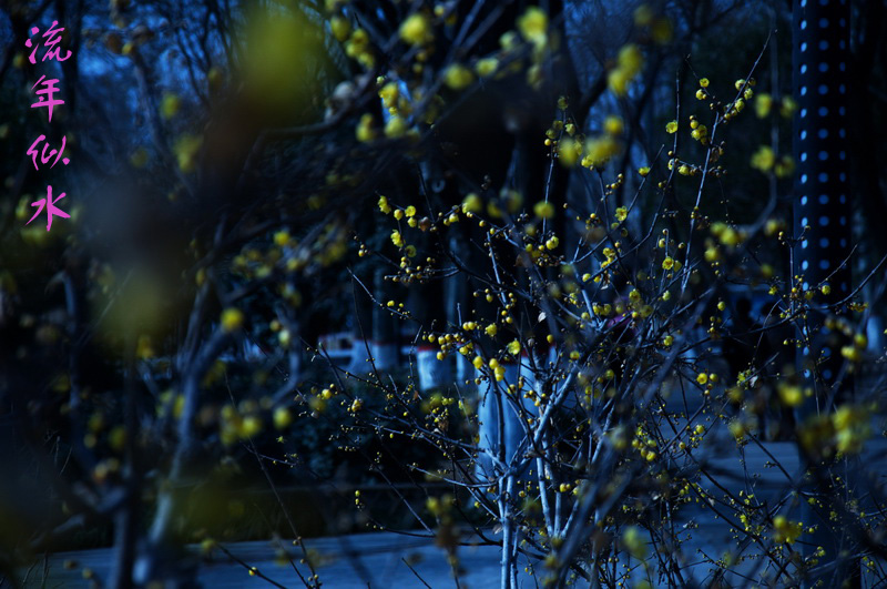 2014花事——腊梅竞芳