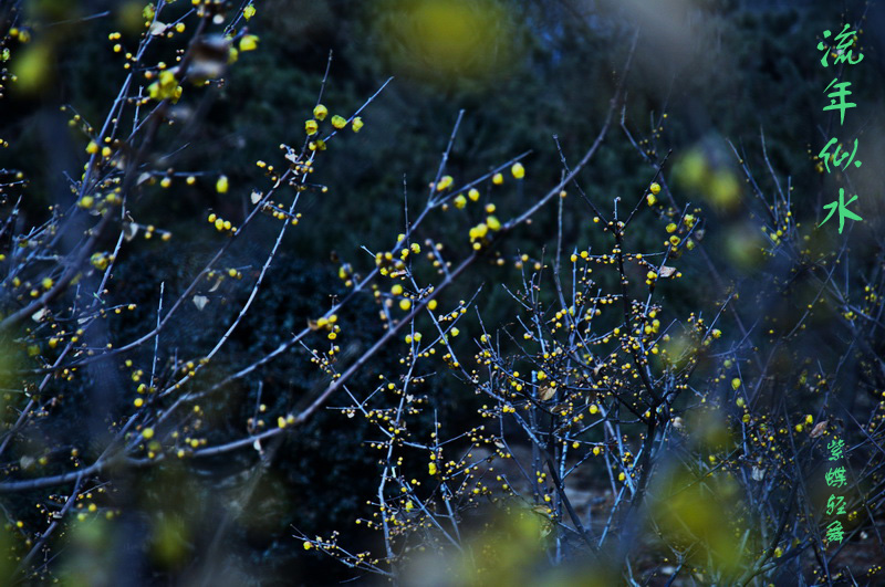2014花事——腊梅竞芳