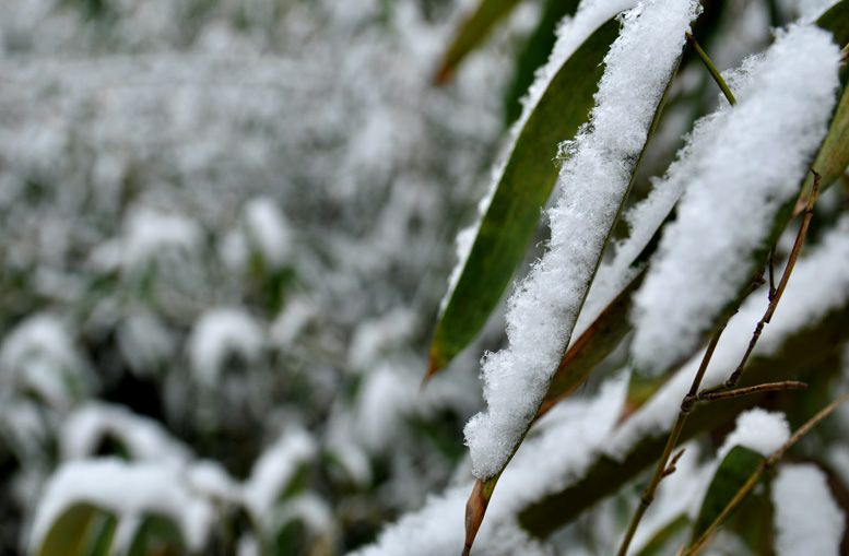 龙都瑞雪