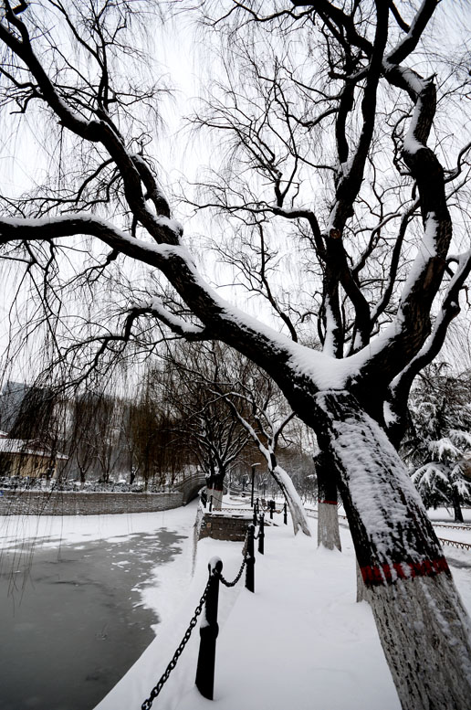 龙都瑞雪