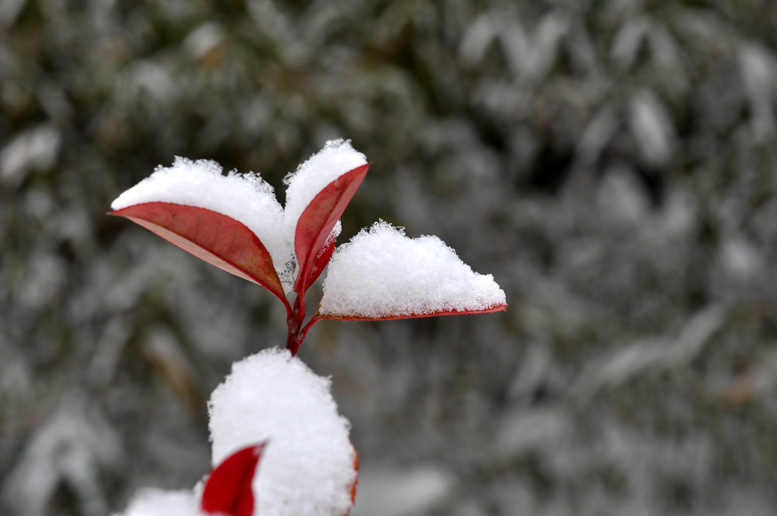 龙都瑞雪