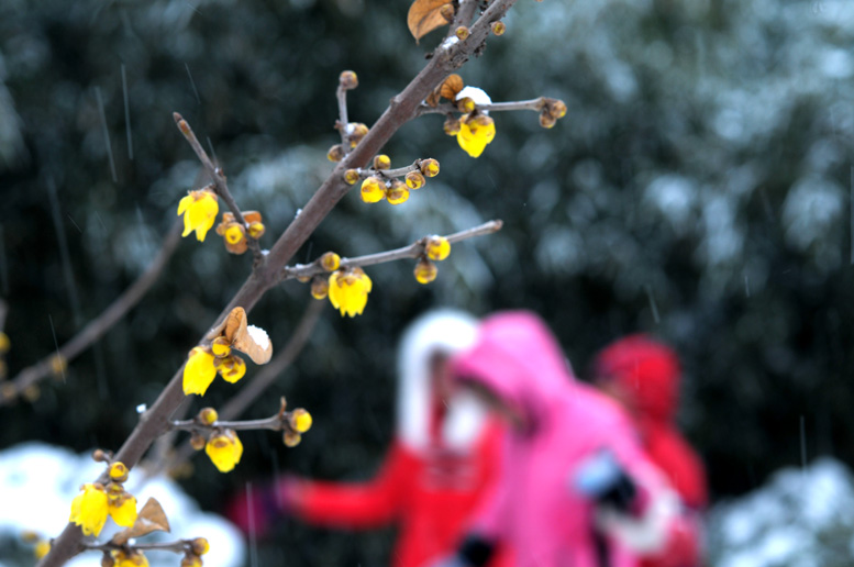 龙都瑞雪