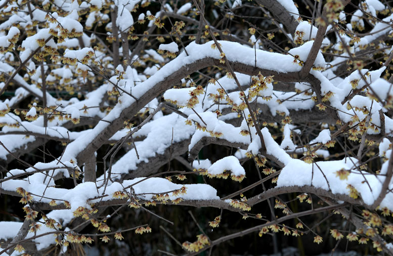 龙都瑞雪