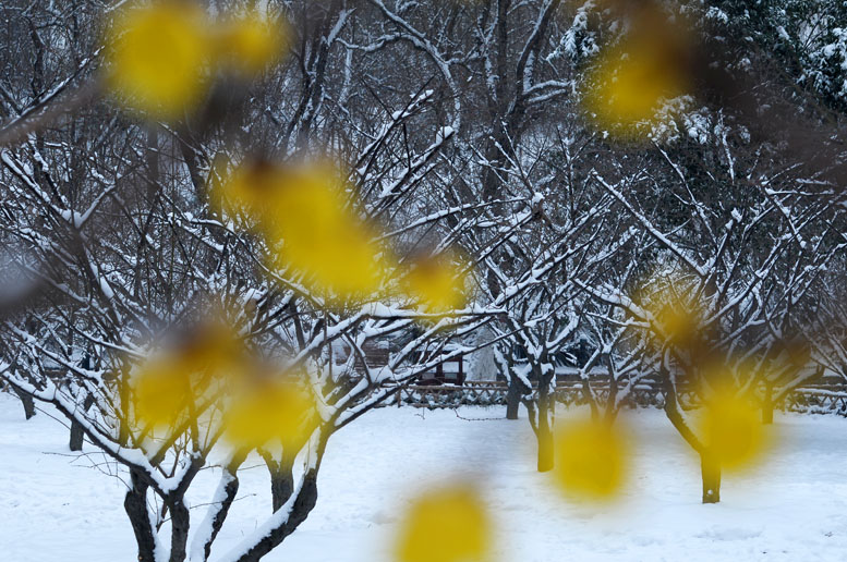 龙都瑞雪