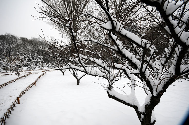 龙都瑞雪
