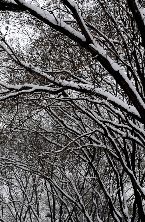 龙都瑞雪