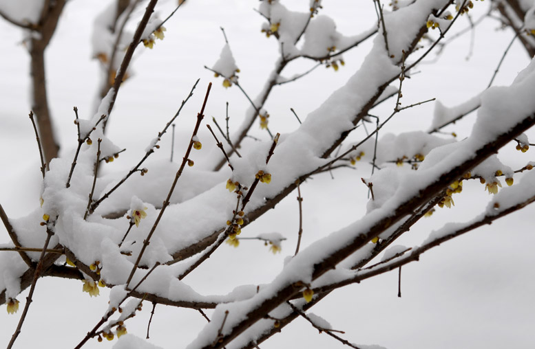 龙都瑞雪