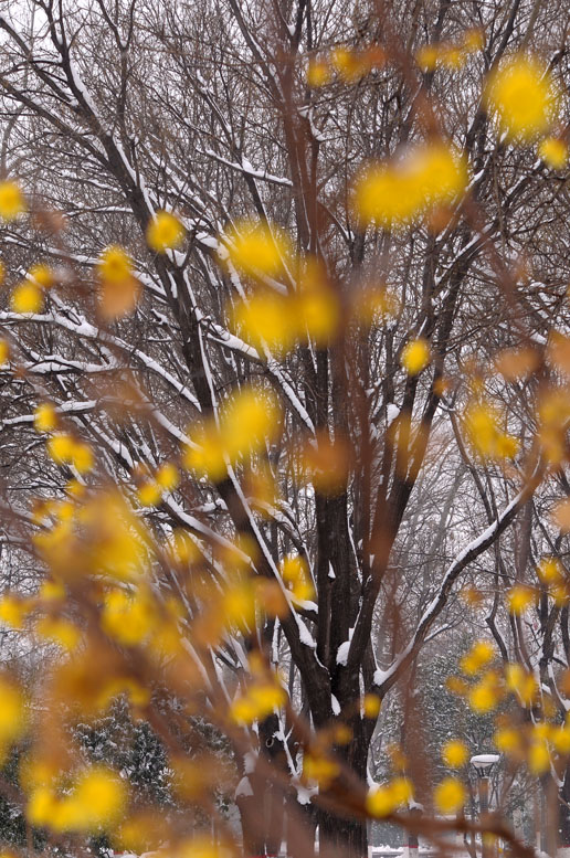 龙都瑞雪