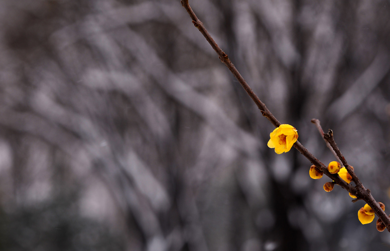 龙都瑞雪