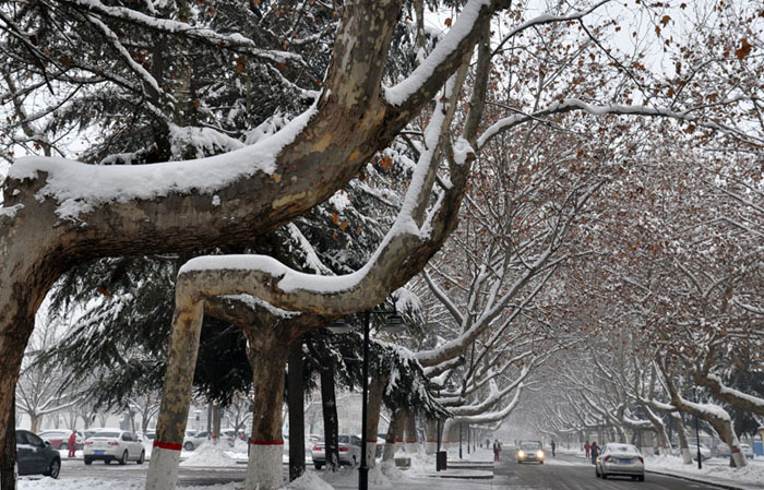 龙都瑞雪