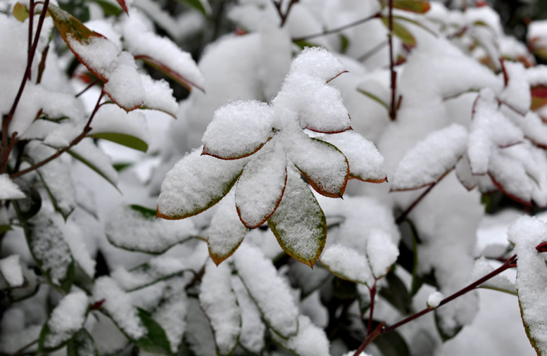 龙都瑞雪