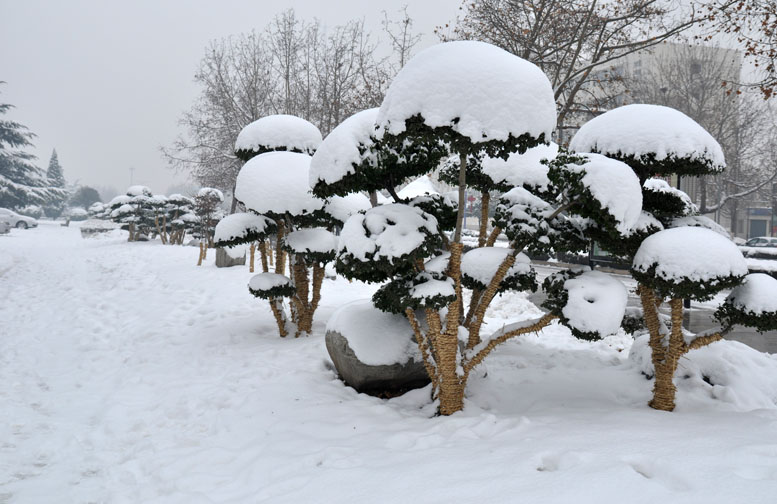 龙都瑞雪